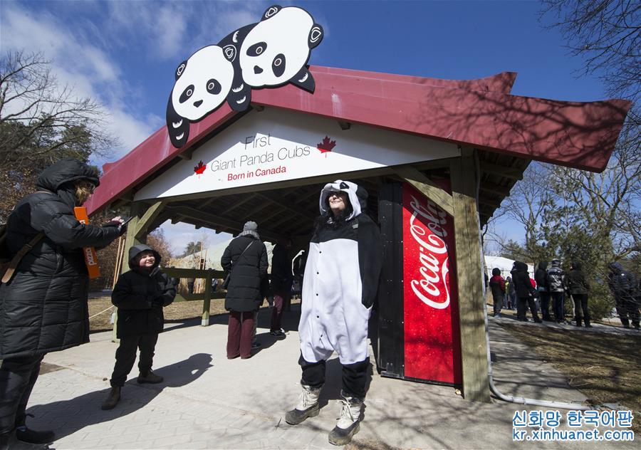（新華視界）（1）多倫多動物園舉行“向大熊貓道別”活動