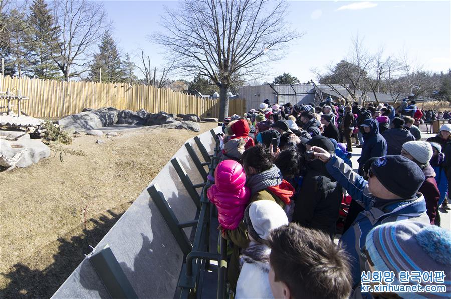 （新華視界）（2）多倫多動物園舉行“向大熊貓道別”活動