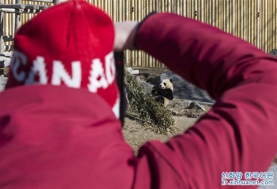 （新华视界）（4）多伦多动物园举行“向大熊猫道别”活动