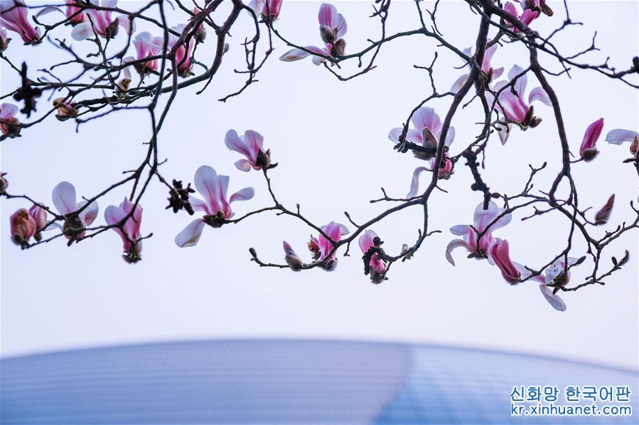 （美丽中国）（3）春到京城