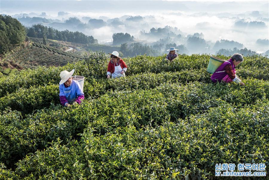 #（经济）（1）云雾为伴采春茶