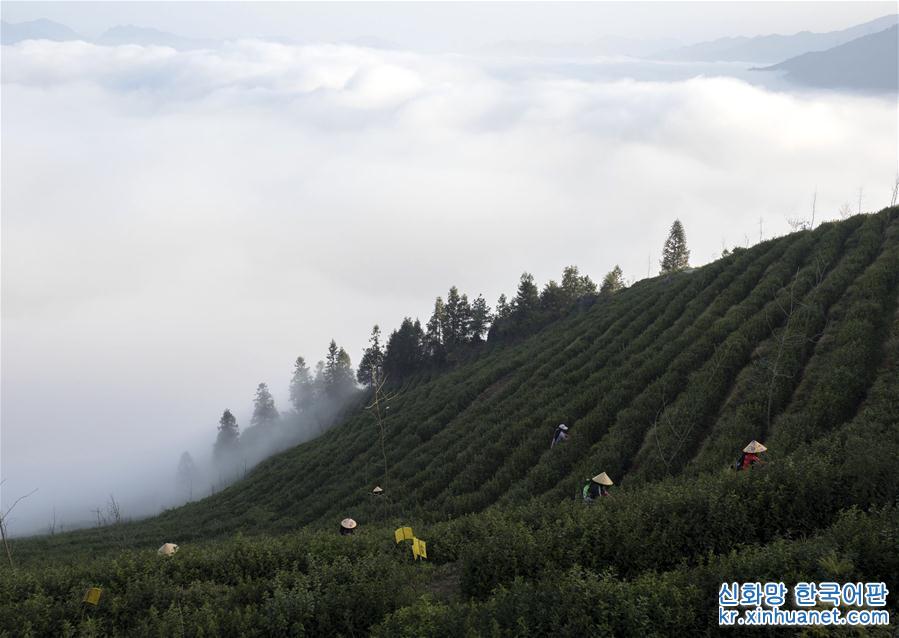 #（经济）（3）云雾为伴采春茶