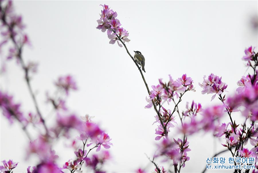 #（春季美麗生態）（1）廣西柳州：花開滿城香