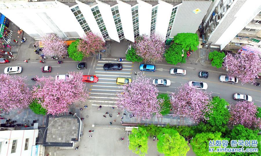#（春季美麗生態）（5）廣西柳州：花開滿城香