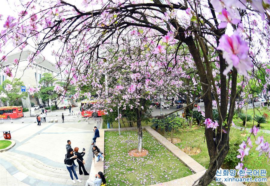#（春季美丽生态）（4）广西柳州：花开满城香