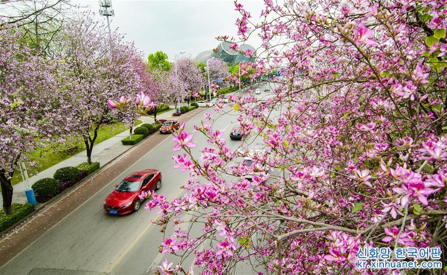 #（春季美丽生态）（7）广西柳州：花开满城香 