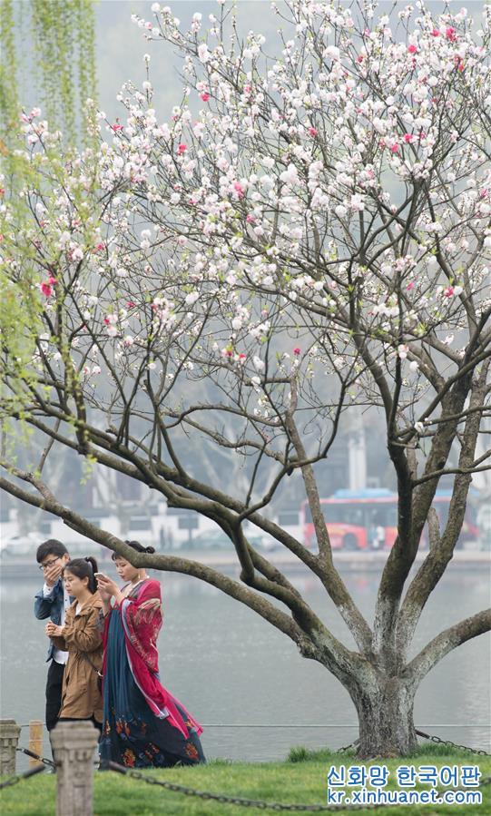 （环境）（1）杭州西湖：桃红柳绿