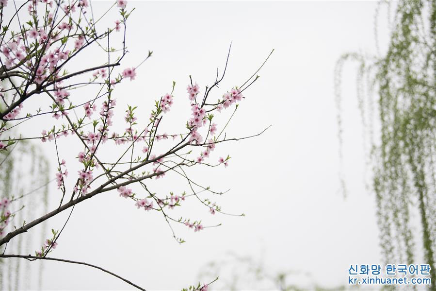 （环境）（4）杭州西湖：桃红柳绿