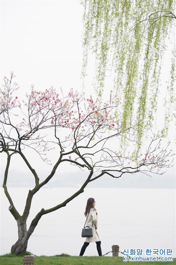 （环境）（5）杭州西湖：桃红柳绿