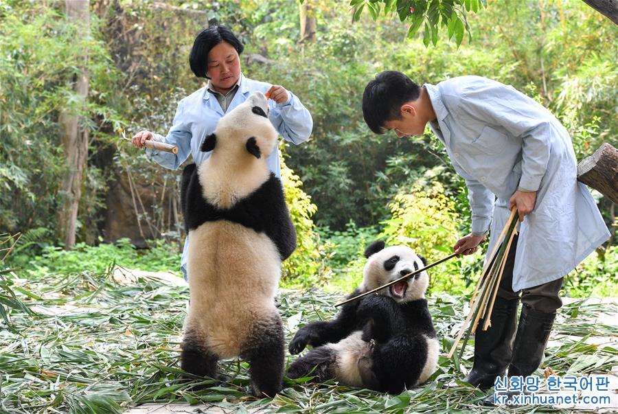 （环境）（1）广州：双胞胎大熊猫断母乳 迈出独立生活第一步