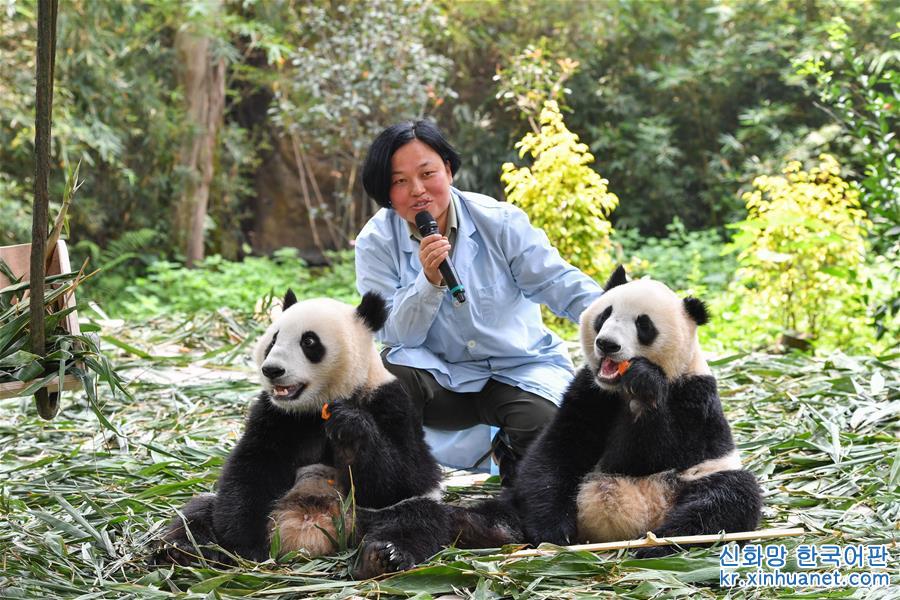 （环境）（2）广州：双胞胎大熊猫断母乳 迈出独立生活第一步