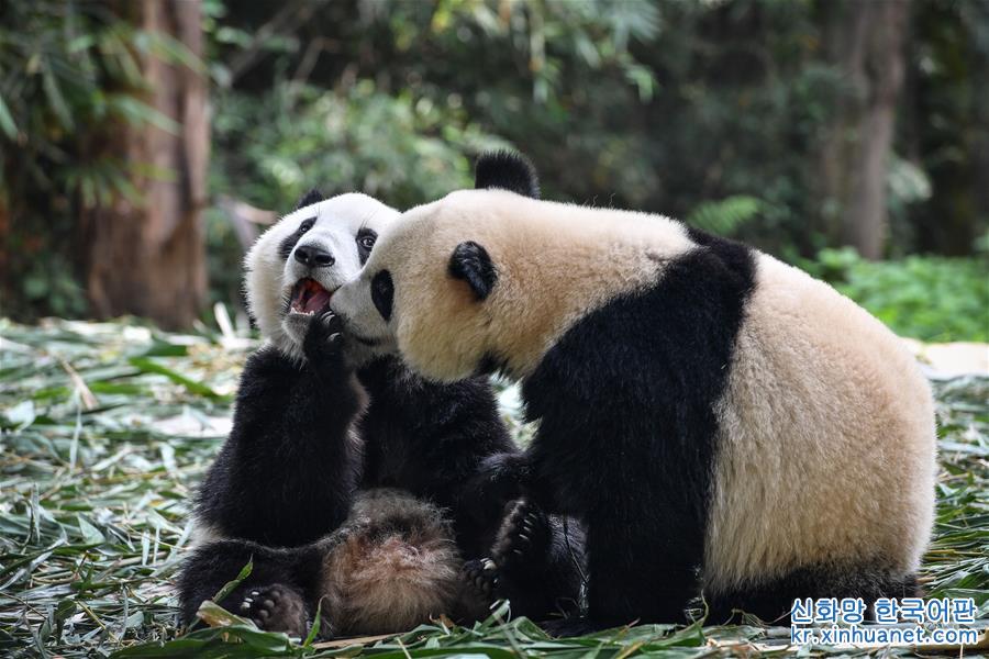 （环境）（3）广州：双胞胎大熊猫断母乳 迈出独立生活第一步