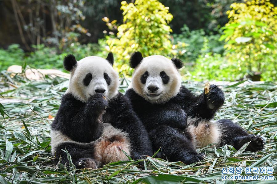 （环境）（4）广州：双胞胎大熊猫断母乳 迈出独立生活第一步