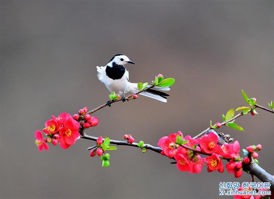 （新華視界）（1）尋找春天的大美之鳥