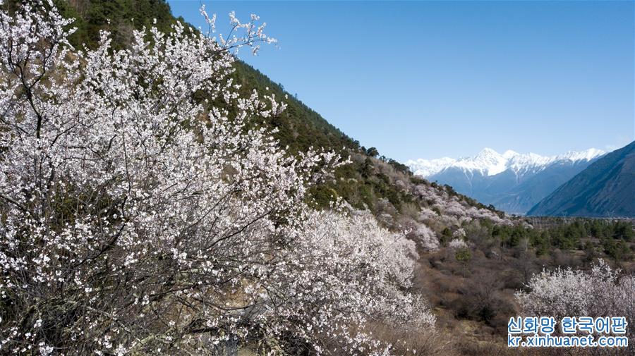 （春季美丽生态）（6）雪域桃花始盛开