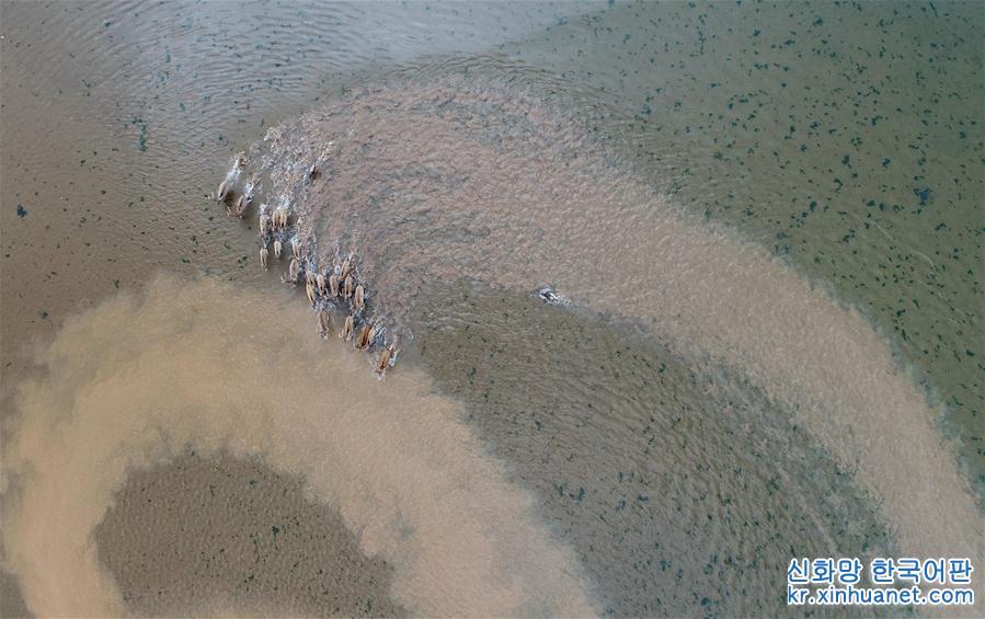 （图文互动）（1）江西首次在鄱阳湖湿地野放麋鹿