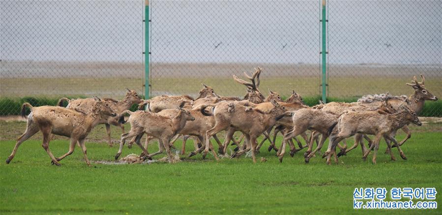 （图文互动）（8）江西首次在鄱阳湖湿地野放麋鹿