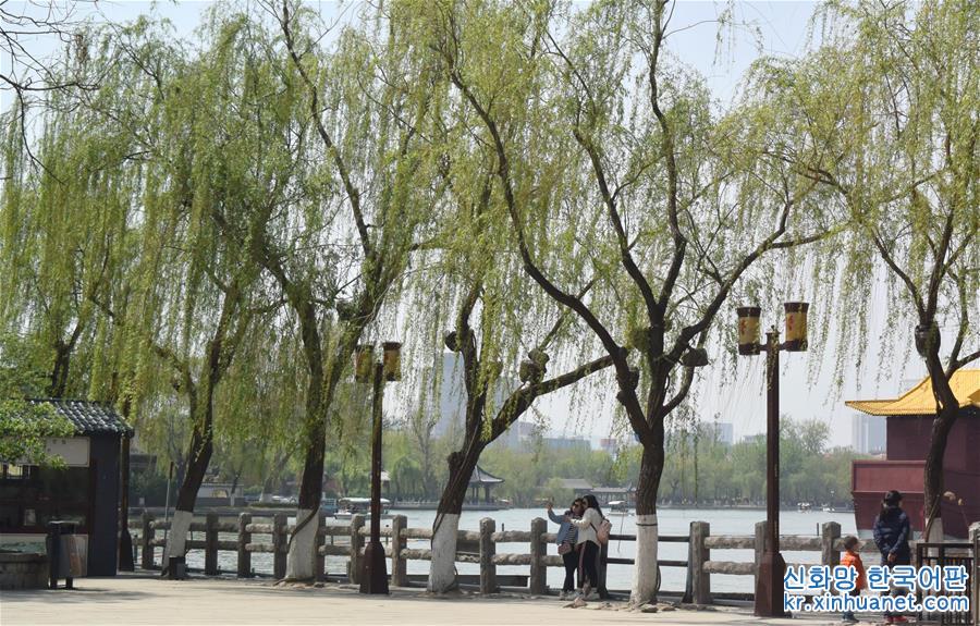 （环境）（4）济南大明湖：春光明媚柳色新