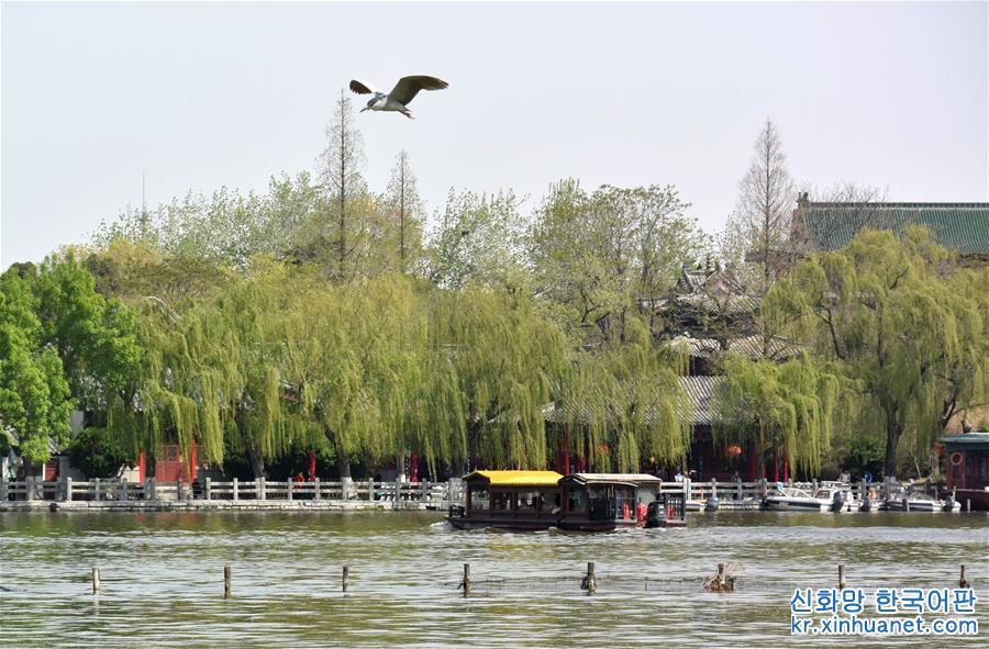 （環境）（5）濟南大明湖：春光明媚柳色新