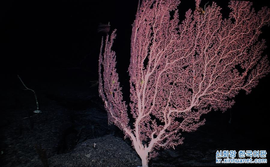 （图文互动）（9）“科学”号在麦哲伦海山发现“珊瑚林”