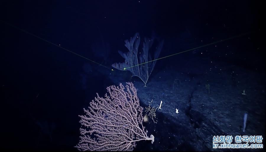 （图文互动）（7）“科学”号在麦哲伦海山发现“珊瑚林”
