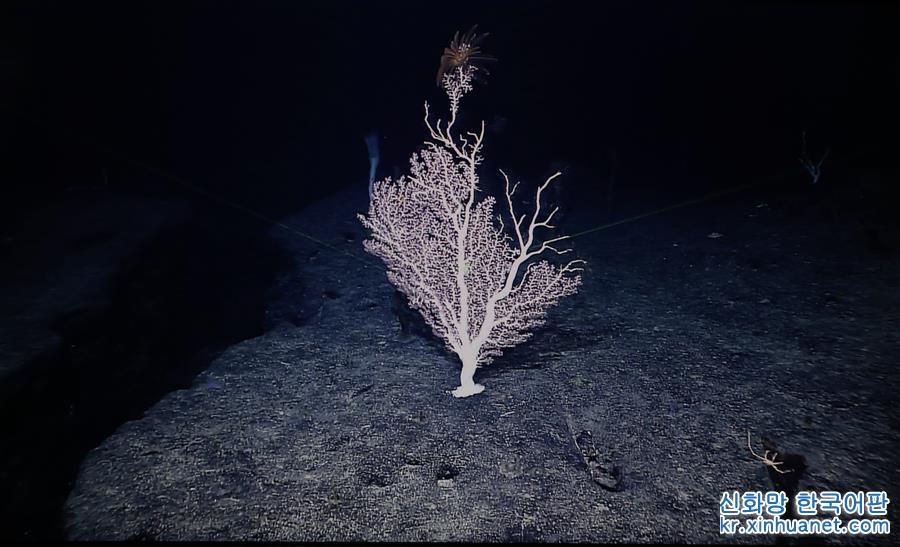 （图文互动）（5）“科学”号在麦哲伦海山发现“珊瑚林”
