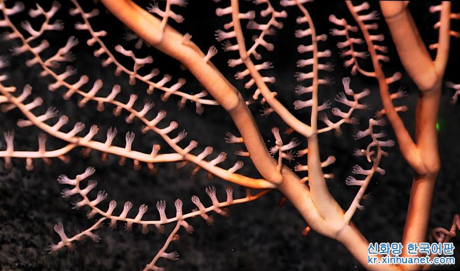 （图文互动）（4）“科学”号在麦哲伦海山发现“珊瑚林”