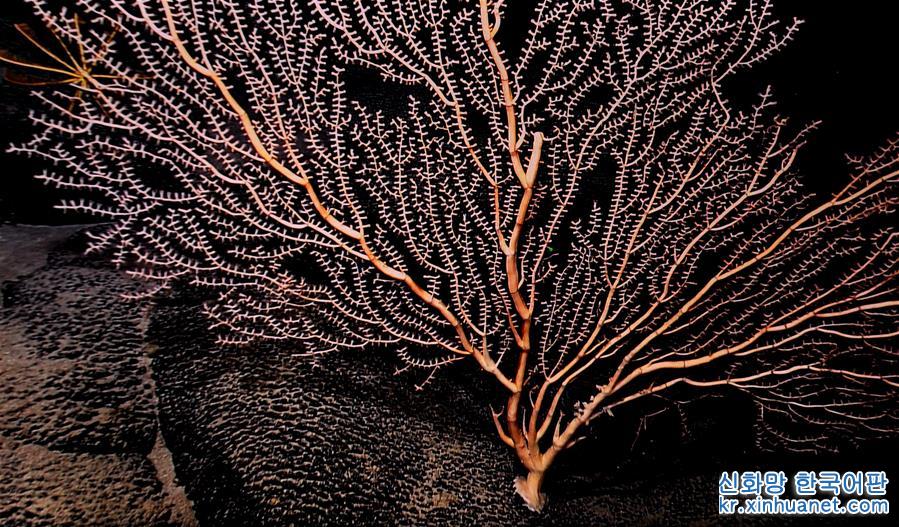 （图文互动）（2）“科学”号在麦哲伦海山发现“珊瑚林”