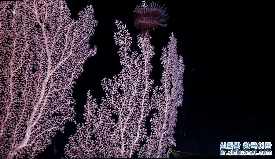 （图文互动）（8）“科学”号在麦哲伦海山发现“珊瑚林”