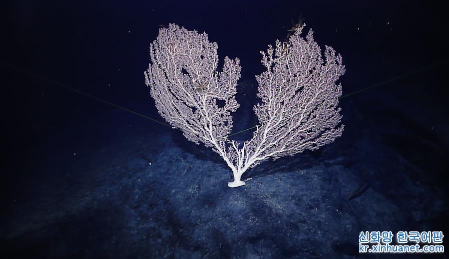 （图文互动）（6）“科学”号在麦哲伦海山发现“珊瑚林”