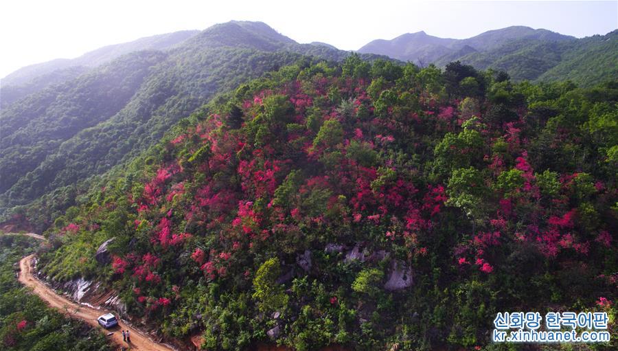 （春季美丽生态）（1）安徽金寨：山野开遍映山红 