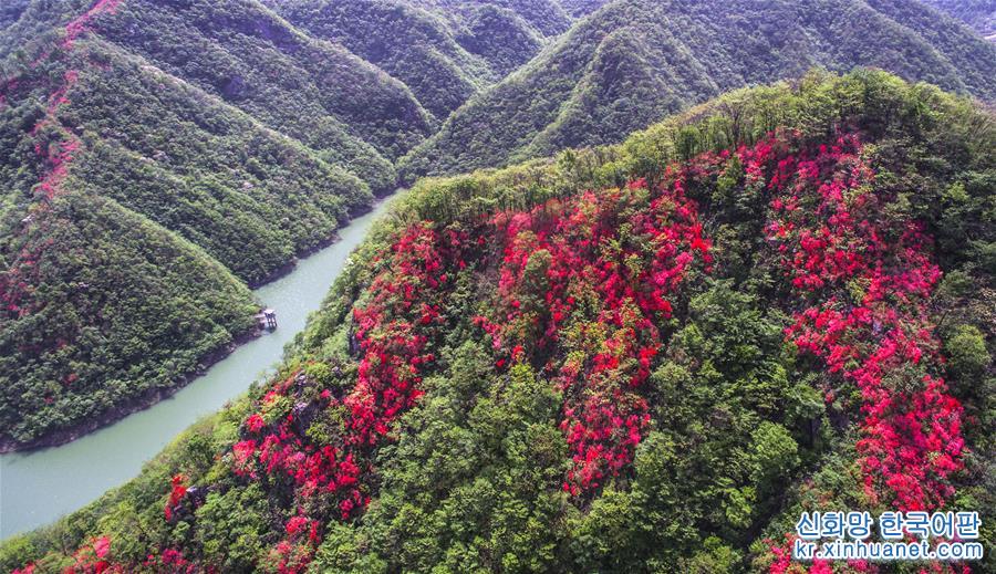 （春季美丽生态）（2）安徽金寨：山野开遍映山红 