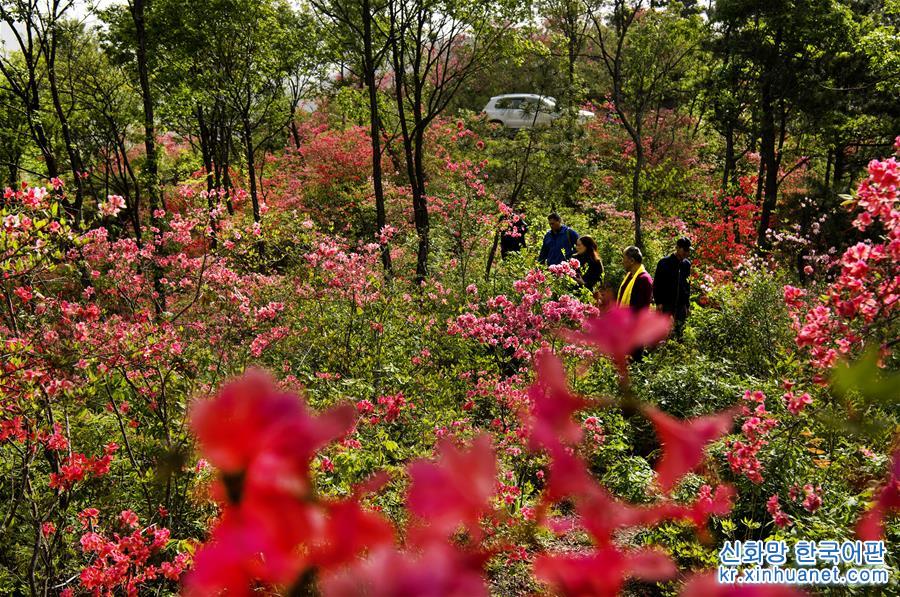（春季美丽生态）（3）安徽金寨：山野开遍映山红 