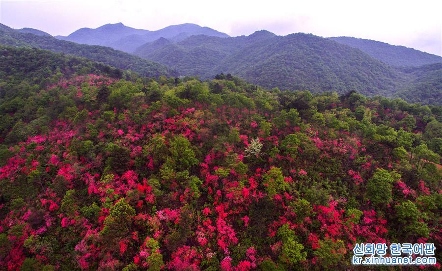 （春季美丽生态）（6）安徽金寨：山野开遍映山红 