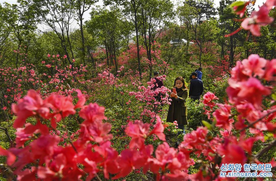 （春季美丽生态）（7）安徽金寨：山野开遍映山红 
