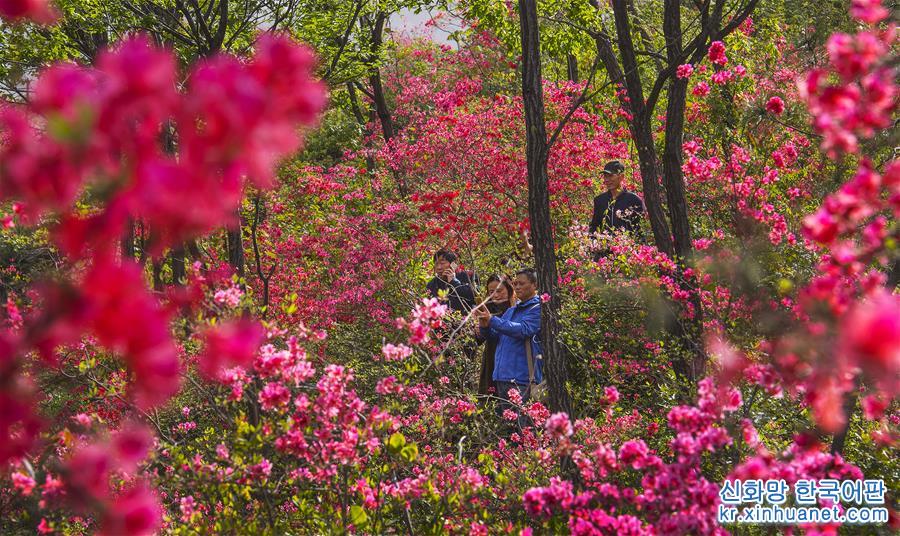 （春季美丽生态）（8）安徽金寨：山野开遍映山红 