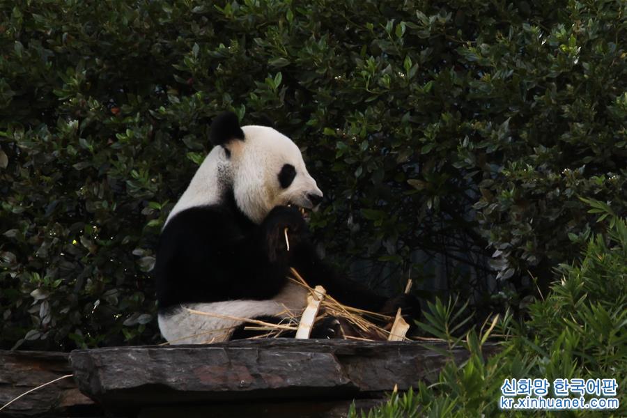 （新华视界）（1）阿德莱德动物园的大熊猫 