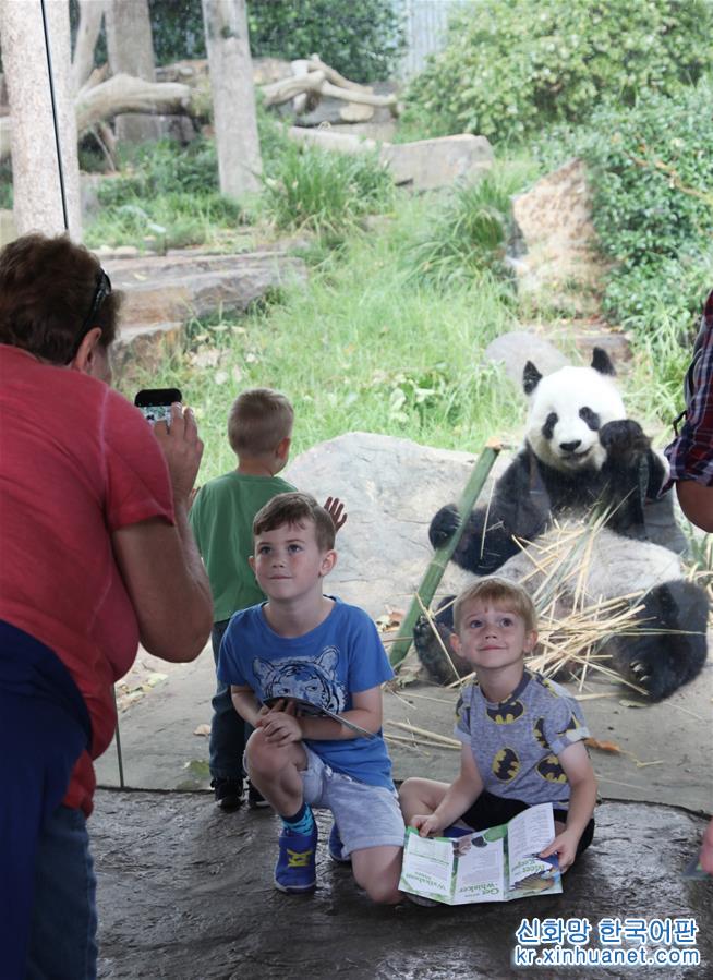 （新华视界）（5）阿德莱德动物园的大熊猫 