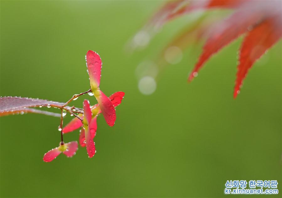 #（環境）（4）春日“楓”景