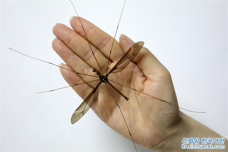 （图文互动）（4）翅展11厘米 成都青城山现“巨无霸”蚊子刷新世界记录