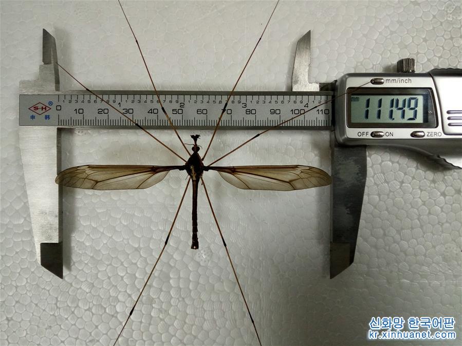 （图文互动）（2）翅展11厘米 成都青城山现“巨无霸”蚊子刷新世界记录