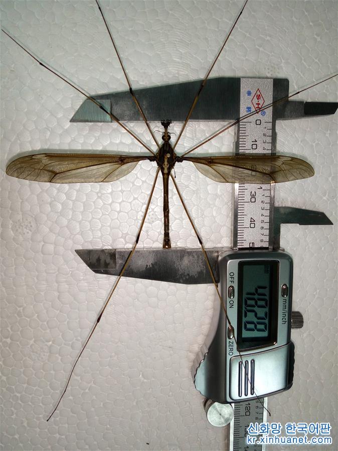 （图文互动）（3）翅展11厘米 成都青城山现“巨无霸”蚊子刷新世界记录