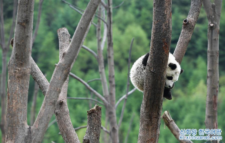 （环境）（1）“熊猫王国”的震后重生