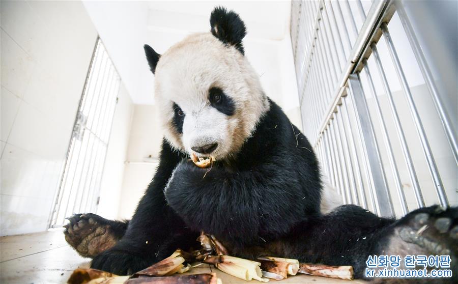 （环境）（4）“熊猫王国”的震后重生