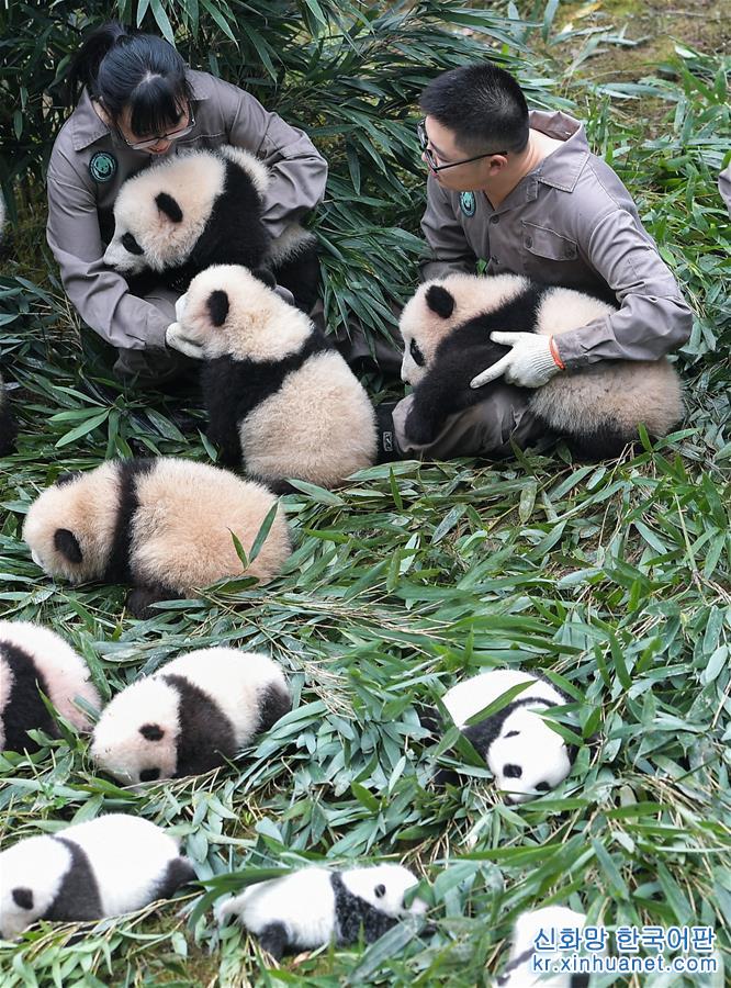 （环境）（6）“熊猫王国”的震后重生