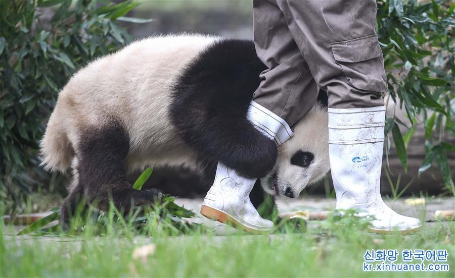 （环境）（7）“熊猫王国”的震后重生