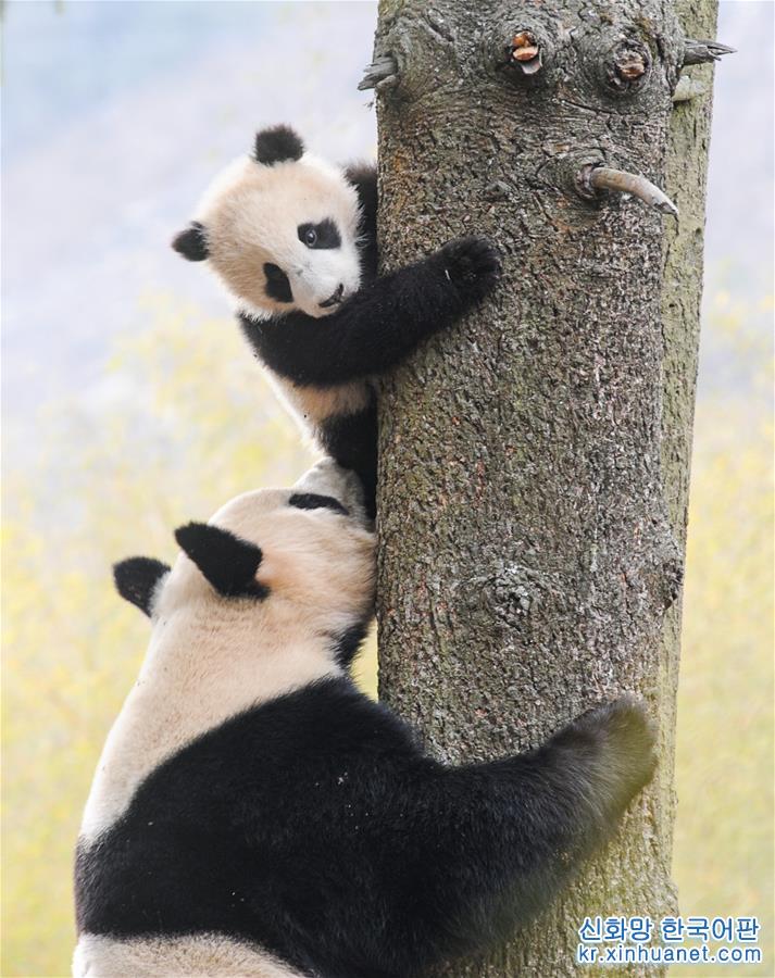 （环境）（10）“熊猫王国”的震后重生