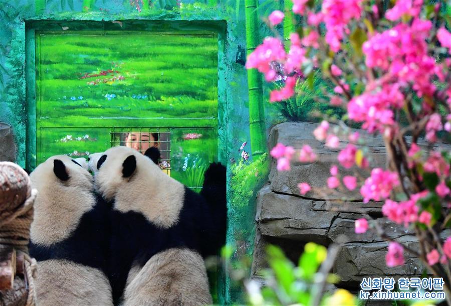 （社会）（2）双胞胎大熊猫“思念”“思筠筠”厦门安家