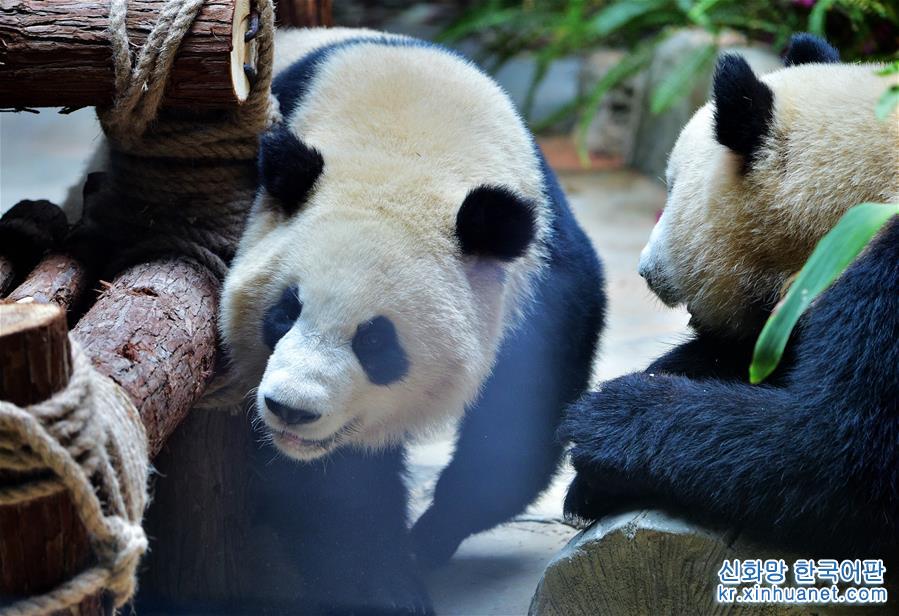 （社会）（3）双胞胎大熊猫“思念”“思筠筠”厦门安家