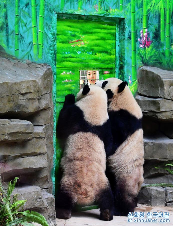 （社会）（4）双胞胎大熊猫“思念”“思筠筠”厦门安家